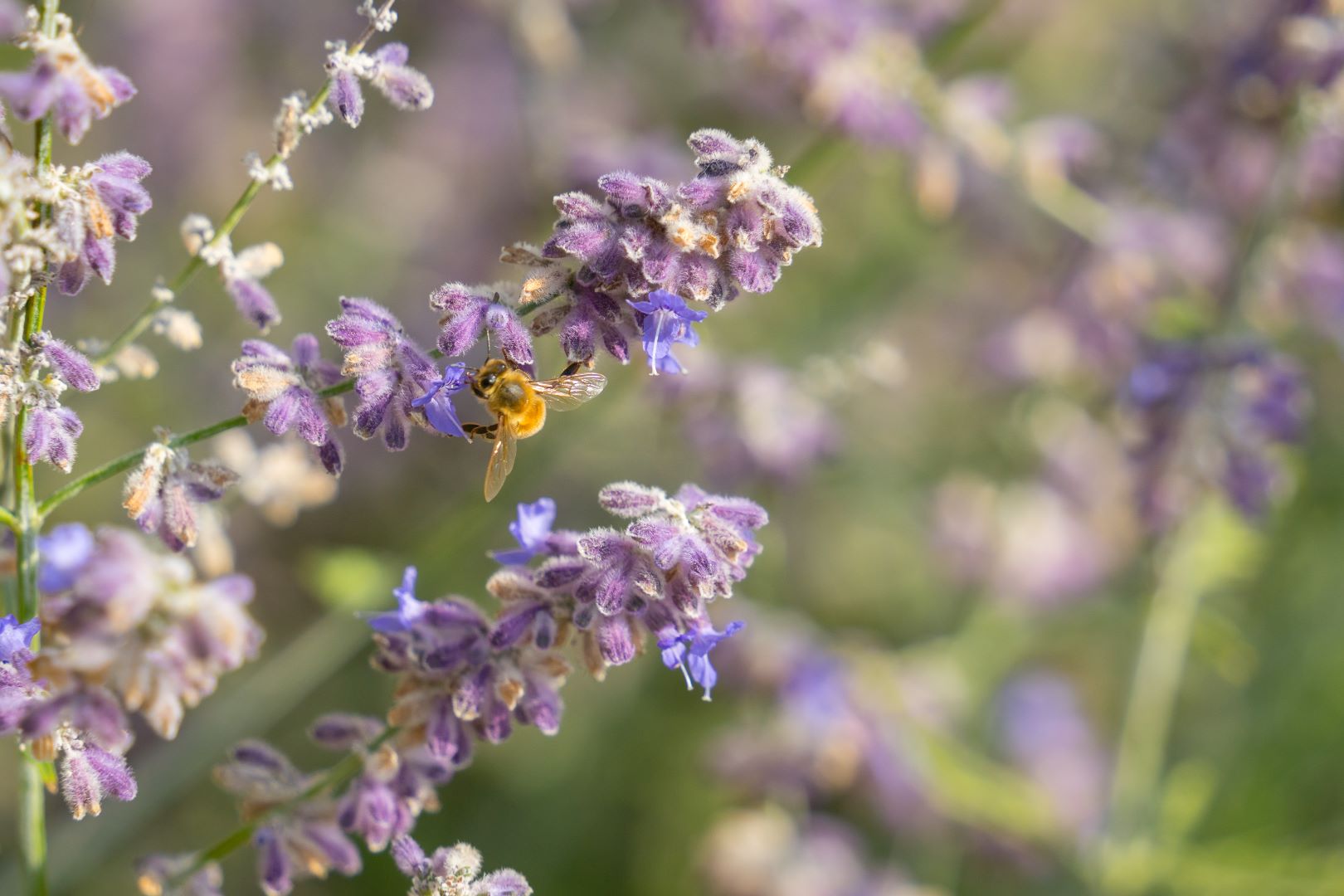 Bees find some lavander